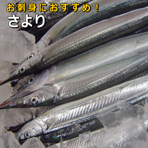 淡路島産さより（サヨリ・氷〆）【販売期間：10月～5月】