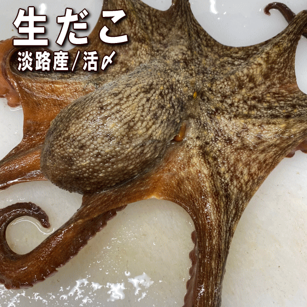 淡路産生ダコ（マダコ・活〆）1はい（生・活じめ・たこ・活だこ・タコ）【販売期間：1