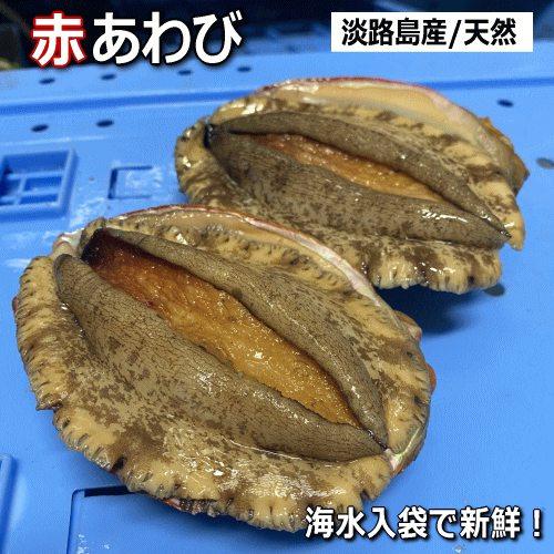 【ギフト対応】お刺身やバター焼に身の柔らかい赤あわび淡路産天然赤...