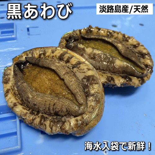 かいや 減塩えぞあわび姿煮 GE-50 4821-018 アワビ 鮑 海鮮 高級 貝 ギフト 内祝い 贈り物 お取り寄せグルメ 産直 食品 お礼 プレゼント 食べ物 お中元 夏ギフト 父の日 母の日 暑中見舞い 敬老の日 香典返し 法事 贈答品 【送料無料】