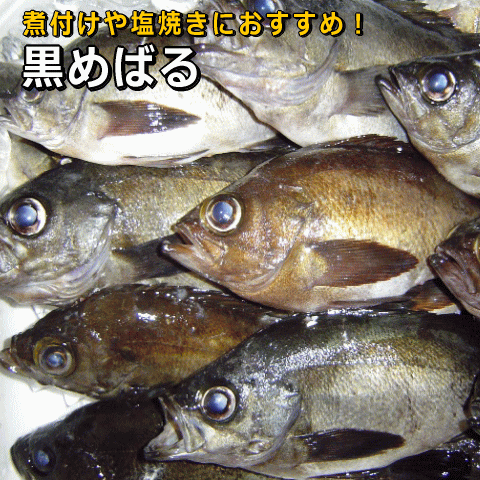 煮付・塩焼に！最高級活〆の黒めばるを淡路島から水揚げ即日発送いたします