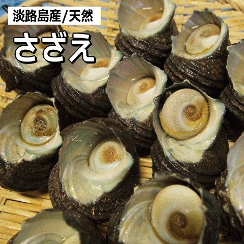 お刺身・つぼ焼きに磯の風味たっぷり！淡路島では海産資源保護のため、1個づつ素潜り漁で漁獲しています。殻に角の少ない「丸腰サザエ」と呼ばれるものが多く獲れます。サバキ方レシピ付き★サザエを使った代表料理 調理方法は昔も今も壷焼きが主流です　 壷焼きには殻ごと火に掛ける「苦焼（にがやき）」と身を取り出して調理してから戻して焼く「壺熬（つぼいり）」があります ●壷焼きの壺熬（つぼいり）　　　　　　　　　　　　　　　　●サザエのお刺身 ★料理方法に合ったサザエの大きさの選び方　※お好みによりますのでご参考までに・・・ お刺身には大サイズ、壷焼きには小サイズサザエがおすすめです　　 サザエの料理レシピ　　　　　 　■サザエの壷焼きその1・・・苦焼（にがやき）生のままで焼く漁師風の食べ方 　　　　　　　　　　　　　　　　つくり方→シンプルに殻ごと焼いて火が通ったところに酒としょうゆをたらす 　■サザエの壷焼きその2・・・壺熬（つぼいり） 　　　　　　　　　　　　　　　　いったん身を取り出し調理して殻に戻して焼く料理屋さん風の調理方法 　　　　　　　　　　　　　　　　つくり方→身を取り出し、身と肝先を一口サイズに切る、ダシ（ダシ汁酒・醤油を適宜） 　　　　　　　　　　　　　　　　お好みの具（薄切りしいたけなど）を入れ殻に戻して火で焼く 　■サザエのゆで方・・・お鍋にたっぷりの水から火に掛け、沸騰したところで弱火にして5〜10分ゆでる 　　　　　　　　　　　　　　　身を取り出して肝とフンドシ（エンガワ）を取り除き、良く冷やしてから酢味噌などで頂く 　■サザエの煮付け・・・煮汁（酒・醤油・砂糖・水　適宜）にサザエを入れる　ゆで時間は沸騰後5〜10分 　　　　　　　　　　　　 ※煮汁はそうめんつゆなどでも代用できます 　　　 活サザエのさばき方（お刺身にする場合）