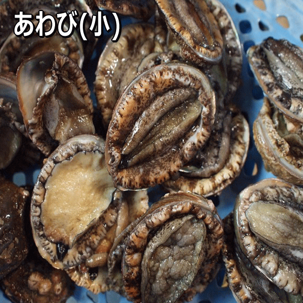 淡路島産天然活あわび(小)【楽ギフ_のし】（アワビ・鮑・あわび）のサムネイル