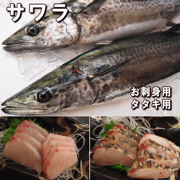 淡路産釣さわらブロック（活〆・生食用サワラ）お刺身・タタキ用