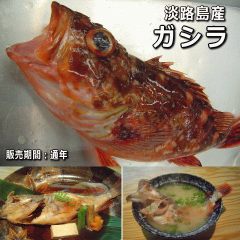 淡路島産ガシラ 氷〆（カサゴ・ガシラ）【販売期間：通年】