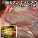 淡路島産アカ シタビラメ・赤舌平目(シタビラメ・あかした・アカシタ・しらびらめ)【販売期間:ほぼ通年】