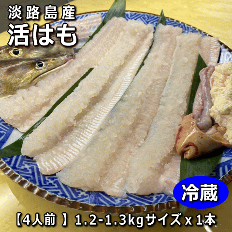 淡路島産活はも丸ごと1本1.2kg〜1.3kgサイズ【3～4人前】【楽ギフ_のし】【ギフト対応】（鱧・ハモ・はも・生）【お中元】【ギフト】のサムネイル