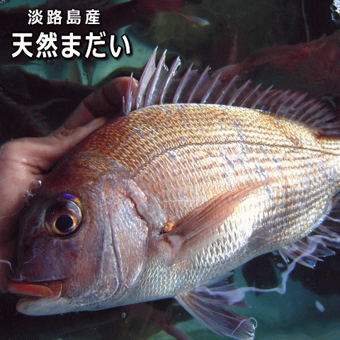 淡路島産天然マダイ500g前後1尾（真鯛・タイ・たい）のサムネイル