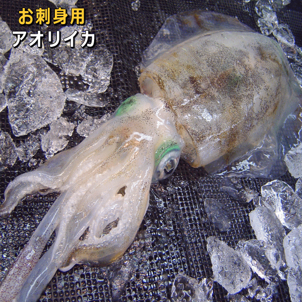アオリイカ（活〆・淡路産）（あおりいか・アオリ烏賊）【販売期間：10月～11月】