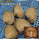 天然活大あさり(大貝)BBQにおすすめ!バーベキュー 焼き貝 網焼き 海鮮BBQ キャンプ