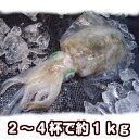 淡路産アオリイカ(活〆)2〜4はいで計約1kg(あおりいか アオリイカ お刺身用)