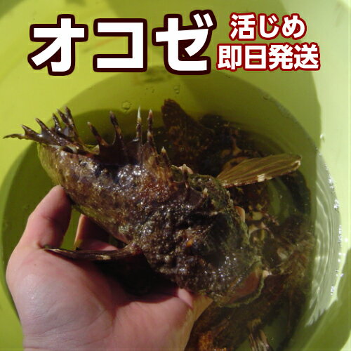 から揚げ・お吸物がオススメ！磯の高級魚！淡路産オコゼ（活〆）1匹200g前後→活〆当日発送（おこぜ）