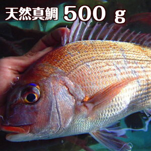 淡路島産天然マダイ500g前後1尾（真鯛・タイ・たい）