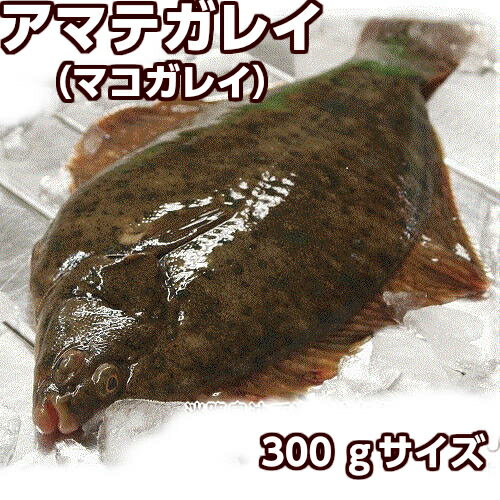 淡路産天然マコガレイ（活〆）1枚300g前後活じめ即日発送（カレイ・アマテガレイ）