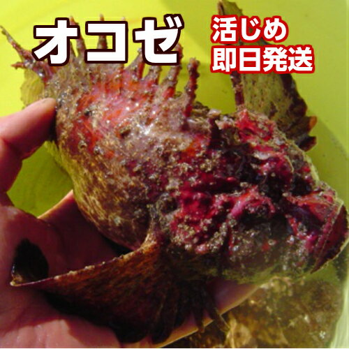 薄づくり・お味噌汁にオススメ！磯の高級魚！淡路産オコゼ（活〆）1匹250g前後→活〆当日発送（おこぜ ...