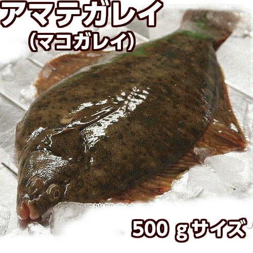 淡路産天然マコガレイ（活〆）1枚500g前後活じめ即日発送（カレイ・アマテガレイ）