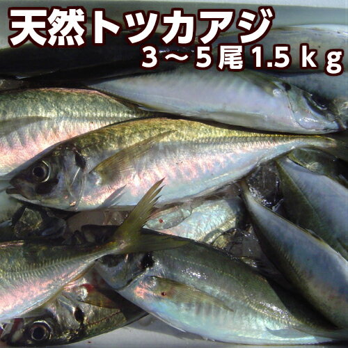 淡路産天然トツカアジ（中大サイズ）3尾から5尾入り合計1.5kg（活じめ）（マアジ・平あじ・あじ・鯵）..