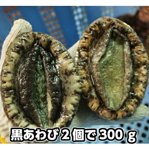 淡路島産天然黒あわび（活)中サイズ2個で約300g（黒アワビ・クロアワビ）【楽ギフ_のし】