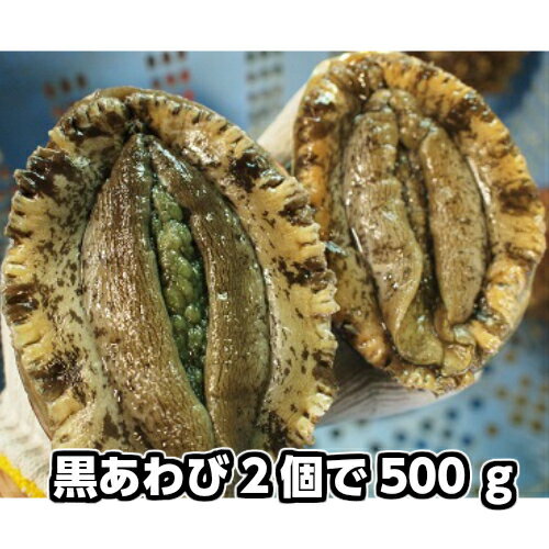 淡路産天然黒あわび（活）大サイズ2個で約500g（黒アワビ・クロアワビ）【楽ギフ_のし】