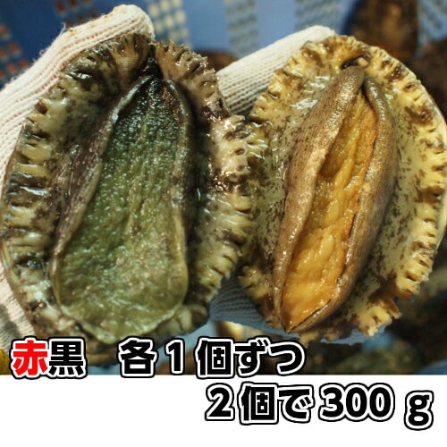 淡路産天然あわび（活）赤と黒セット2個で約300g（アカアワビ・クロアワビ）【楽ギフ_のし】