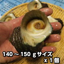 淡路島産天然活さざえ（大）140g〜150gサイズ1個（素もぐり漁獲品/活サザエ/栄螺/活きさざえ）