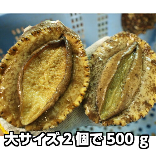 淡路産天然赤あわび（活）大サイズ2個で約500g（赤アワビ・アカアワビ）【楽ギフ_のし】