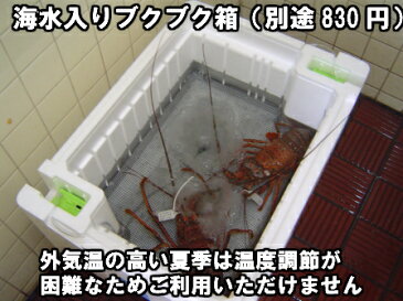 淡路島産天然活伊勢えび1尾あたり500g〜600g（イセエビ・いせえび）（伊勢海老）【楽ギフ_のし】