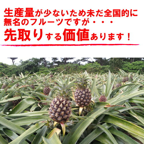 ピーチパイン 沖縄産 パイナップル 安心保証付 送料無料お試し1.5kgサイズ(2〜4個)自社管理農園から直送だから安心保証付高級 フルーツ パイナップルの通販はお任せ 自宅用 ギフト 母の日 父の日 早割り ギフト プレゼント 誕生日 パインアップル フルーツギフト