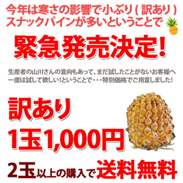 訳あり沖縄産スナックパイン（ボゴールパイン）1玉（300g〜499g）1000円2玉以上の購入で【送料無料】話題のパイナップル 父の日 ギフト