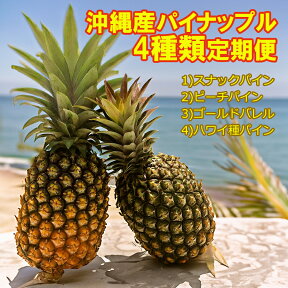 パイナップル定期便（全4回発送）沖縄産スナックパイン約1.5kg（2－4玉）、ピーチパイン約1.5kg（2－4玉）、ゴールドバレル1kg以上（1玉）、ハワイパイン約2kg（2－3玉）沖縄産パイナップル自社管理農園から産地直送 送料無料