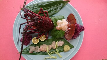 父の日のプレゼントに！エビ/えび/いせえび/伊勢海老/イセエビ/天然　淡路島産　活き天然伊勢海老　1匹約500g￥5500(外子を持っています）　お刺身・ステーキに！