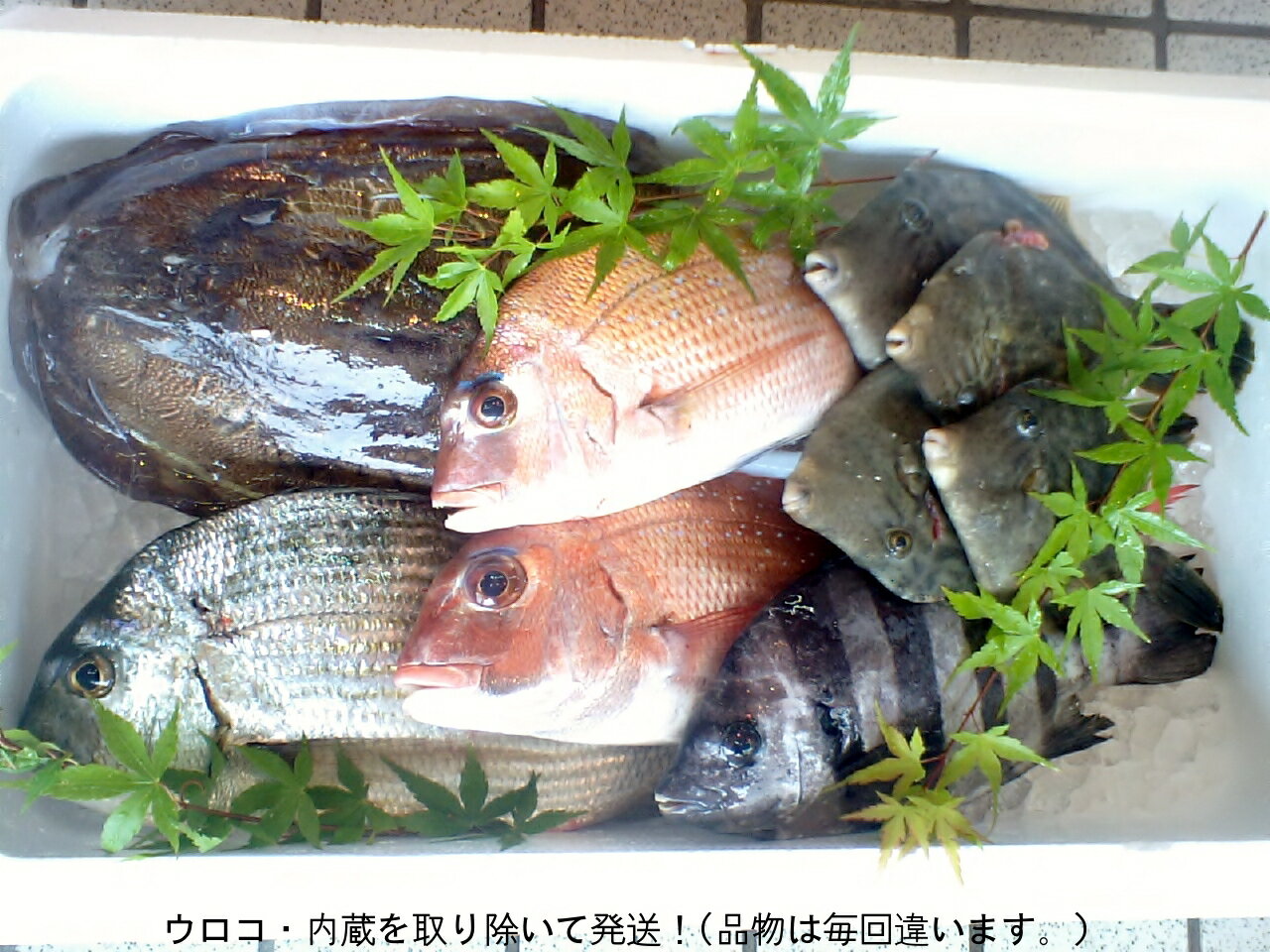 『鮮魚』産直！　何が入っているかお楽しみ(=^・^=)下処理をして発送！ 昼網の魚たち〜