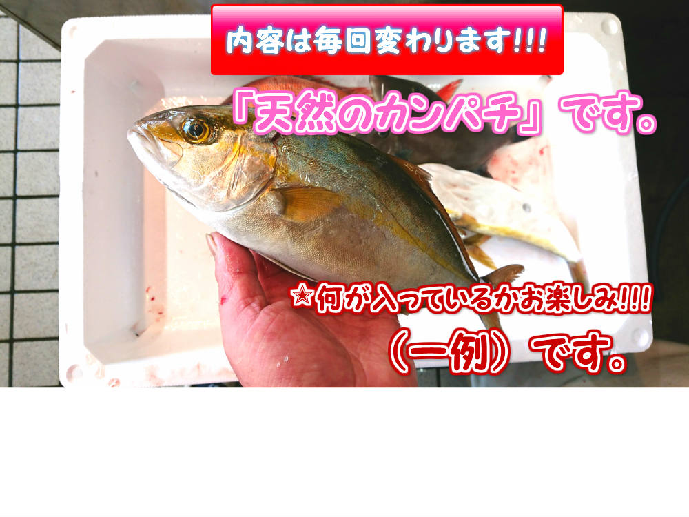 鮮魚☆カンタン☆何が入っているかお楽しみ！！「昼網の魚たち」　由良の昼網のお魚介類盛り合わせ　魚福袋 awashun-10000012 【淡路島の旬】魚一鮮魚店 サンプル画像3