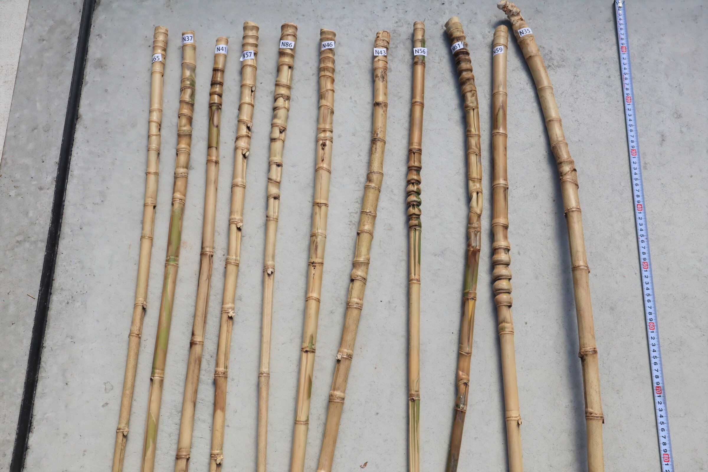 布袋竹 【布袋竹N25】 杖に最適・釣り竿のグリップに最適