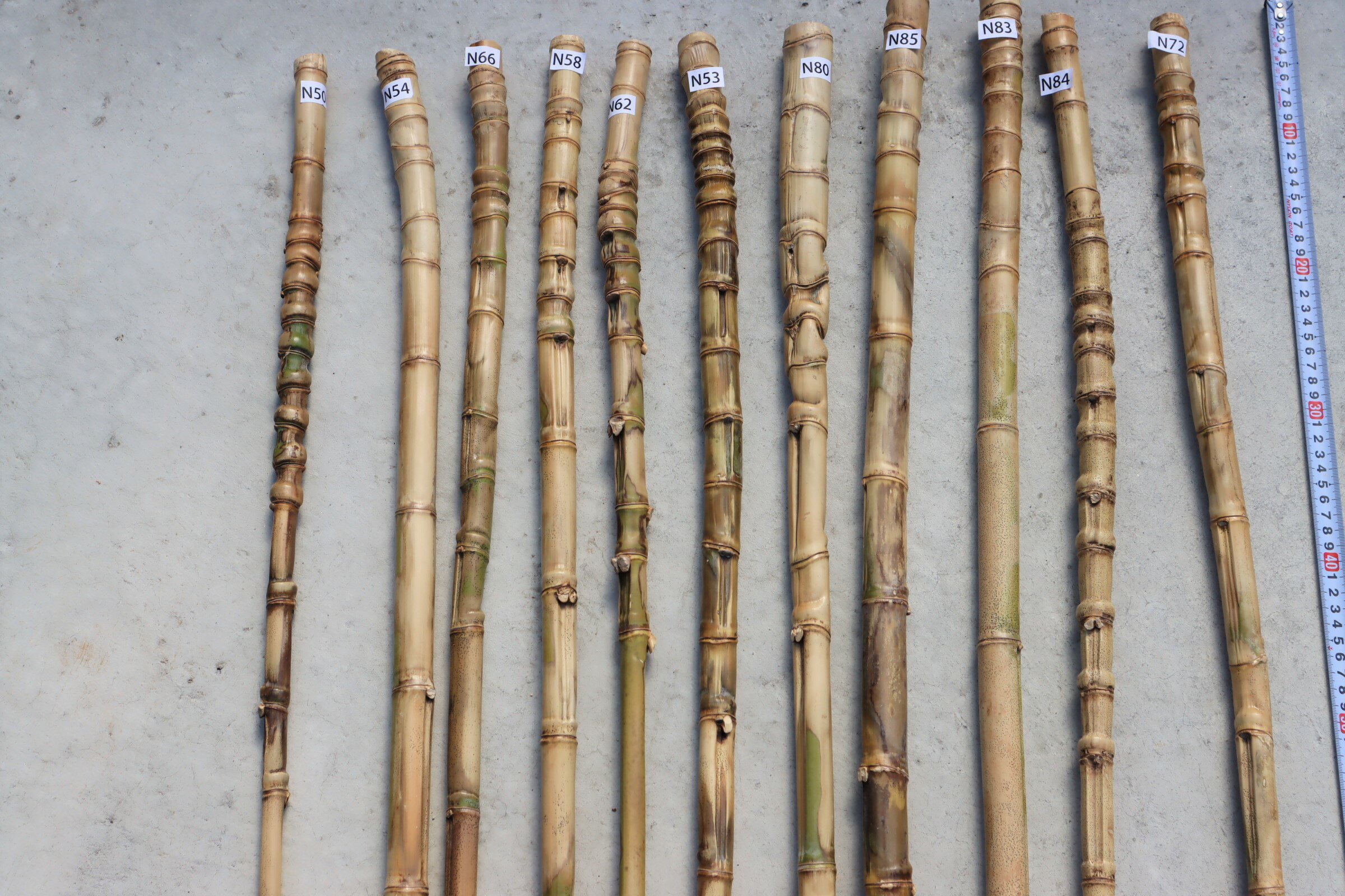 布袋竹 【布袋竹N26】 杖に最適・釣り竿のグリップに最適