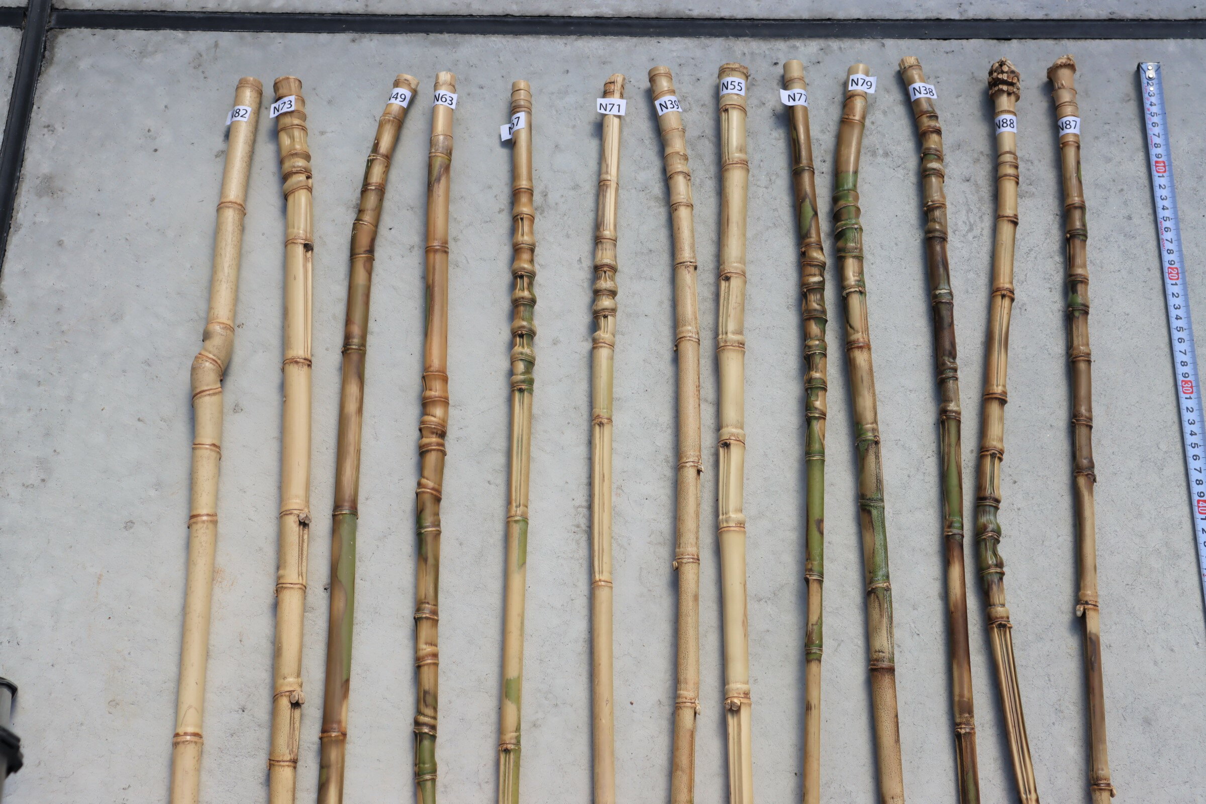 布袋竹 【布袋竹N27】 杖に最適・釣り竿のグリップに最適