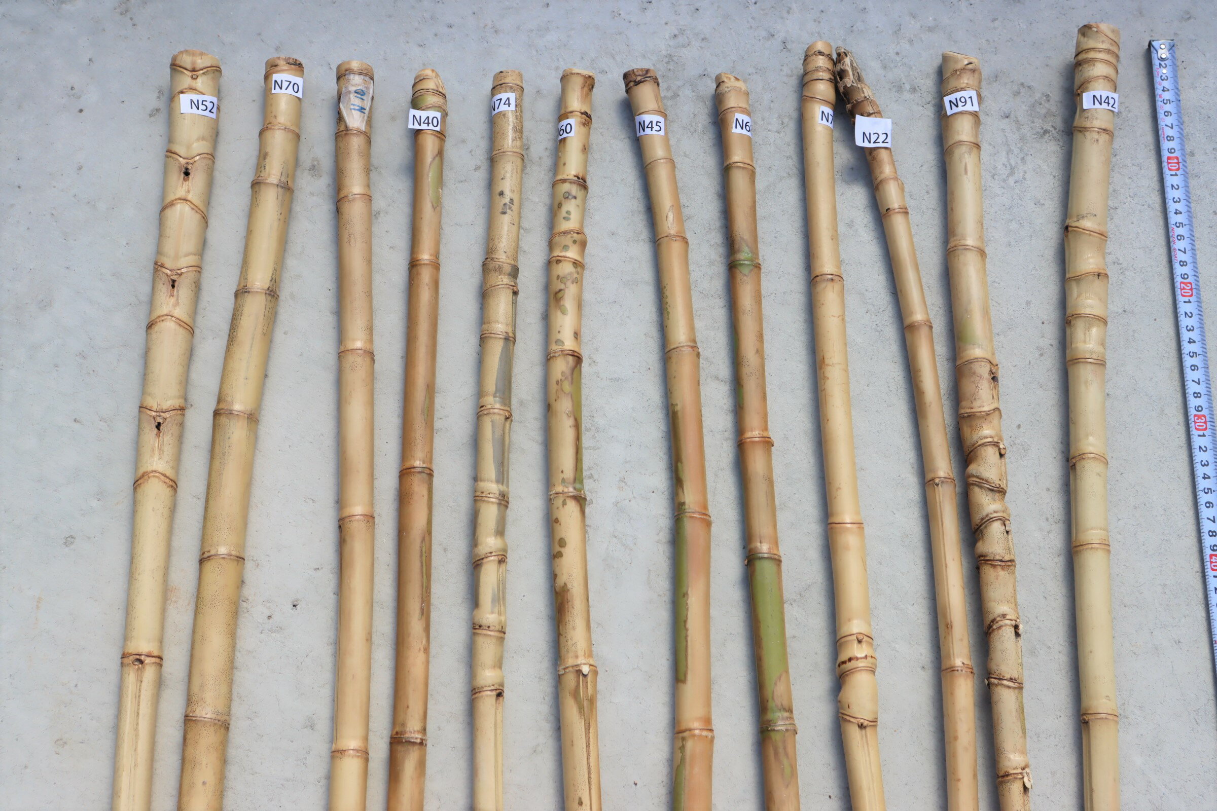 布袋竹 【布袋竹N23】 杖に最適・釣り竿のグリップに最適