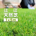 【アウトレットSALE】人工芝 ロール 1m×5m 35万本/1平方メートル 高耐久 リアル人工芝  ...