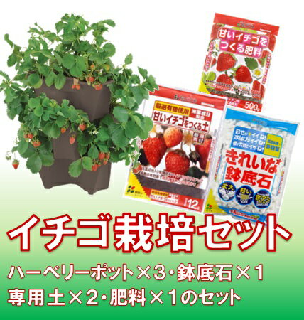楽天市場】イチゴ ポットの通販 楽天市場】イチゴ ポットの通販