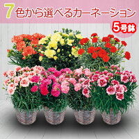 カーネーション 鉢植え 鉢カバー付き【カーネーション 花鉢 赤 ピンク オレンジ フラワーギフト 母の日 母の日フラワーギフト 母の日ギフト】