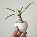 ドルステニア フォエチダ 陶器鉢付き 3号 観葉植物
