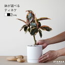 観葉植物 おしゃれ 選べる 日陰 小さい ゴムノキ ゴムの木 フィカス ティネケ 斑入り人気 おすすめ 簡単 インテリア グリーン リビング ギフト プレゼント...