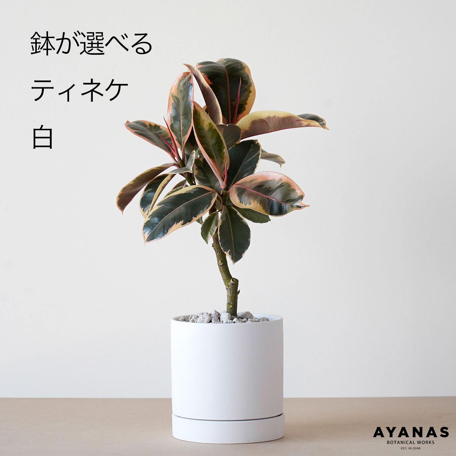 楽天市場】フィカス ティネケ(高さ(植物)~ 70.9cm)の通販 楽天市場】フィカス ティネケ(高さ(植物)~ 70.9cm)の通販