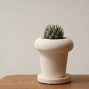 ハオルチア アラネア 実生 陶器鉢 3号 観葉植物