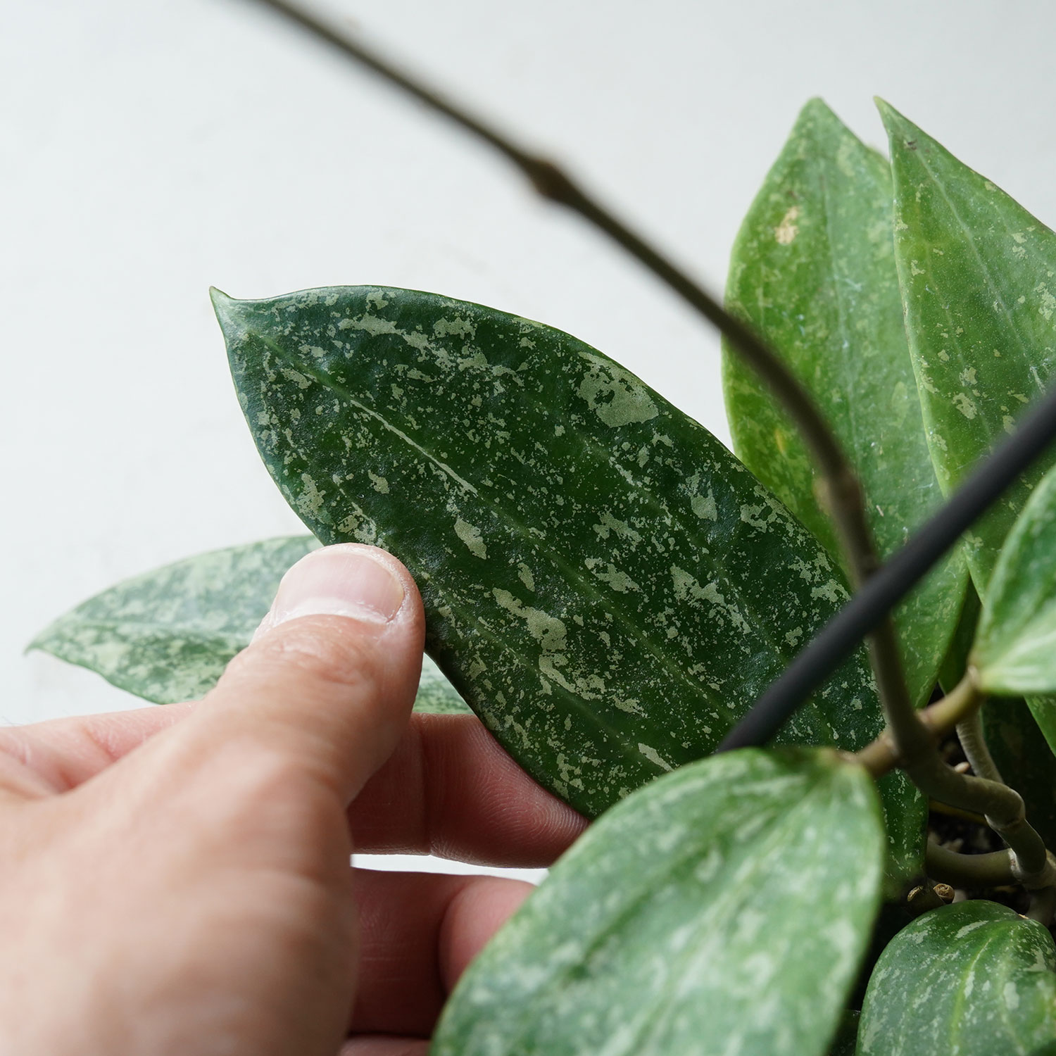 吊り下げ ホヤ プビカリクス スプラッシュ 吊り鉢 4号 観葉植物