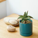 観葉植物 サンスベリア ブルーキュー 陶器鉢付き 日陰 耐陰性 おしゃれ 小さい おすすめ 人気 簡単 インテリア グリーン リビング キッチン 玄関 オフィス...