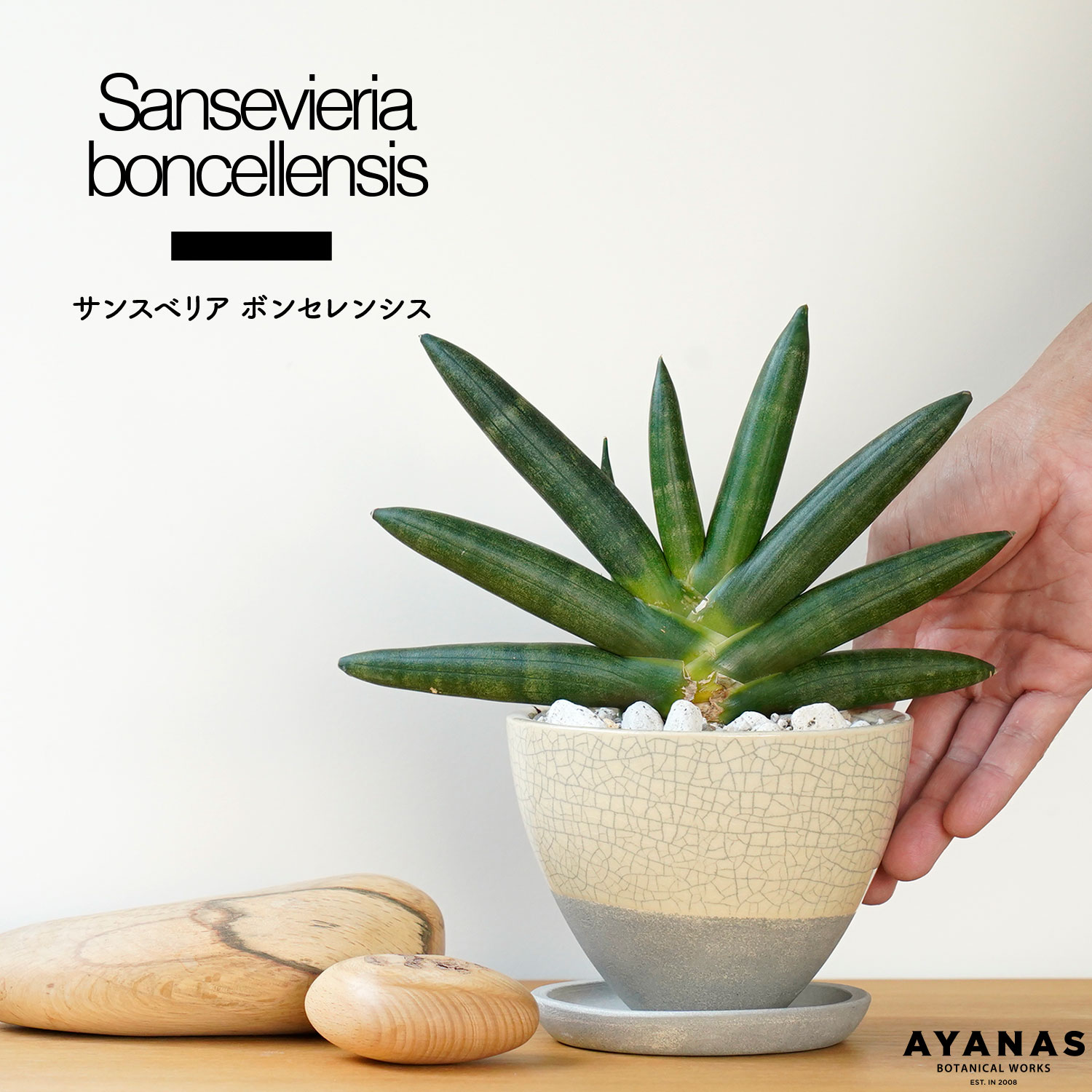 観葉植物 サンスベリア ボンセレンシス 陶器鉢付き 日陰 耐陰性 おしゃれ 小さい おすすめ 人気 簡単 インテリア グリーン リビング キッチン 玄関 オフィス ギフト プレゼント 植物 陶器鉢 4号 本物