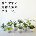 観葉植物 9種類から選べる 小さい おしゃれ 育てやすい 初心者 かんたん 日陰 ガジュマル シェフレラ フィロデンドロン 虫 出ない わかない お洒落 小さめ 観葉 植物 モノトーン かわいい おすすめ 人気 簡単 インテリア グリーン 室内 ギフト プレゼント 鉢 3.5号 本物
