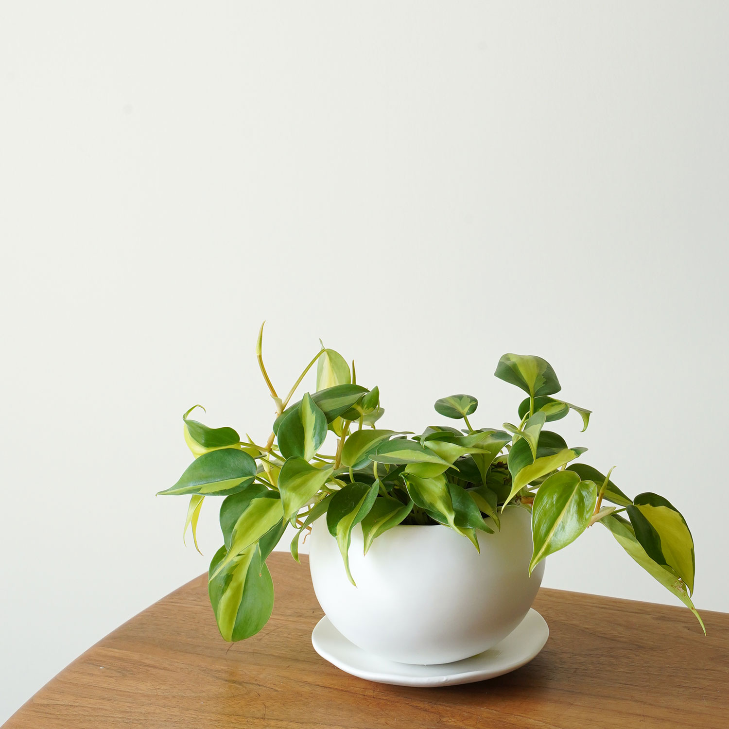 フィロデンドロン ブラジル 植木鉢 4号 観葉植物のサムネイル
