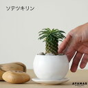 観葉植物 おしゃれ 小さい ミニサイズ ソテツキリン 白 パイナップルコーン ユーフォルビア お洒落 小型 小さめ 観葉 植物 可愛い かわいい おすすめ モノ...
